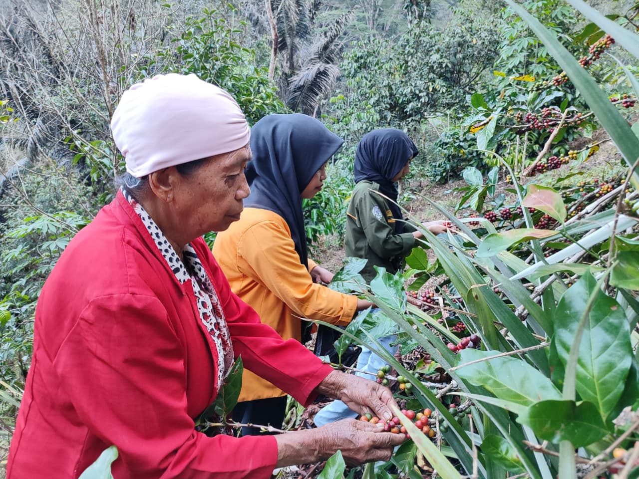 Paket Reguler Cottage